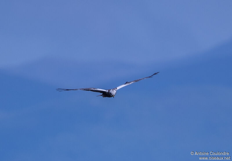 Western Marsh Harrier female Second year, Flight