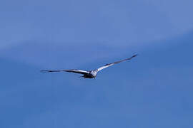 Western Marsh Harrier