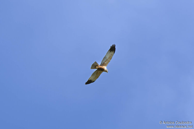 Western Marsh Harrier male adult, courting display