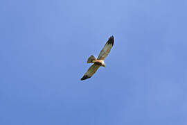 Western Marsh Harrier