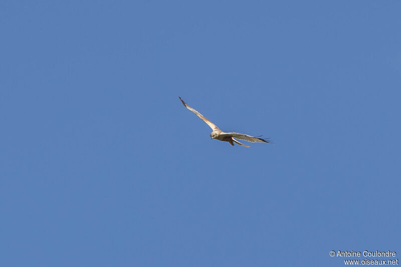 Western Marsh Harrier male adult, courting display