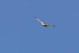 Western Marsh Harrier