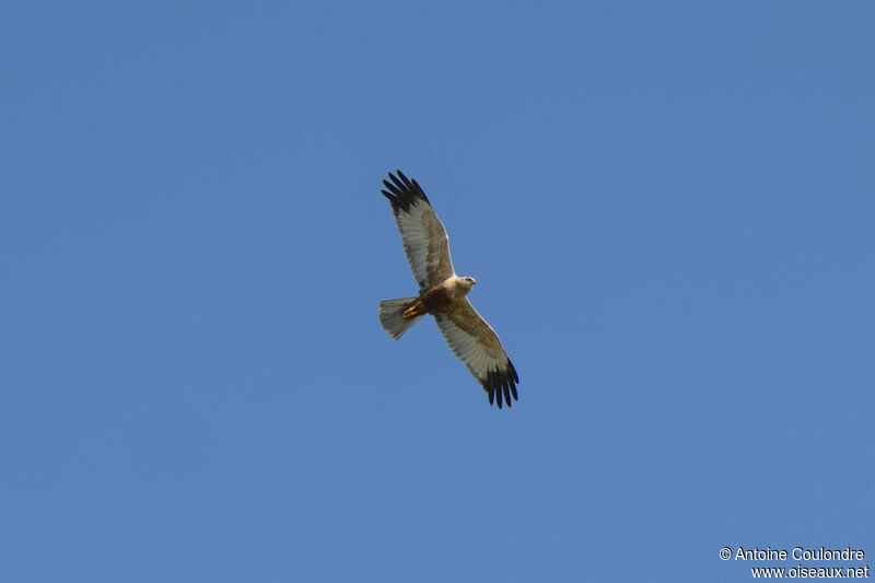 Western Marsh Harrier male adult, courting display