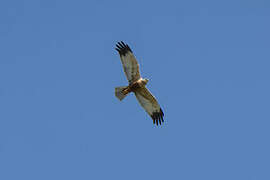 Western Marsh Harrier