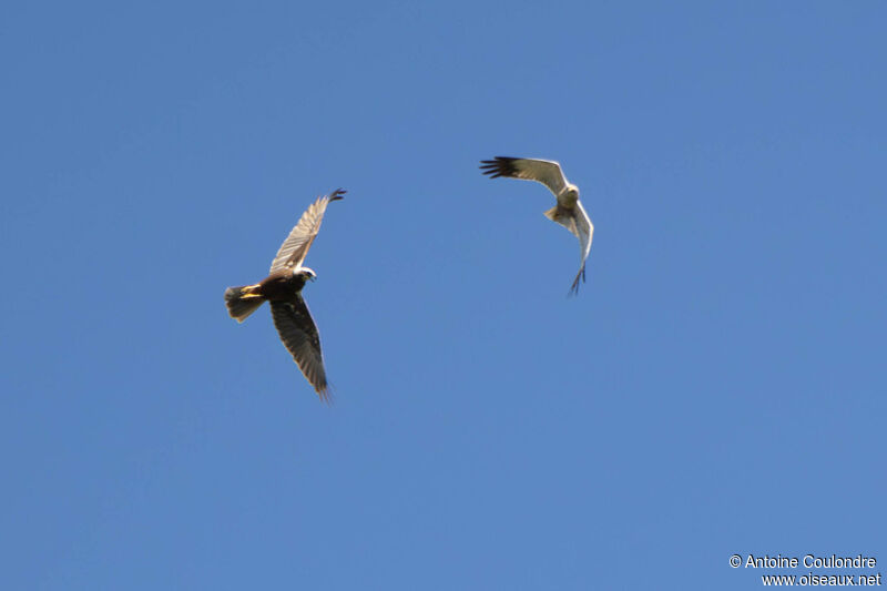 Western Marsh Harrieradult, courting display