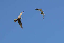 Western Marsh Harrier