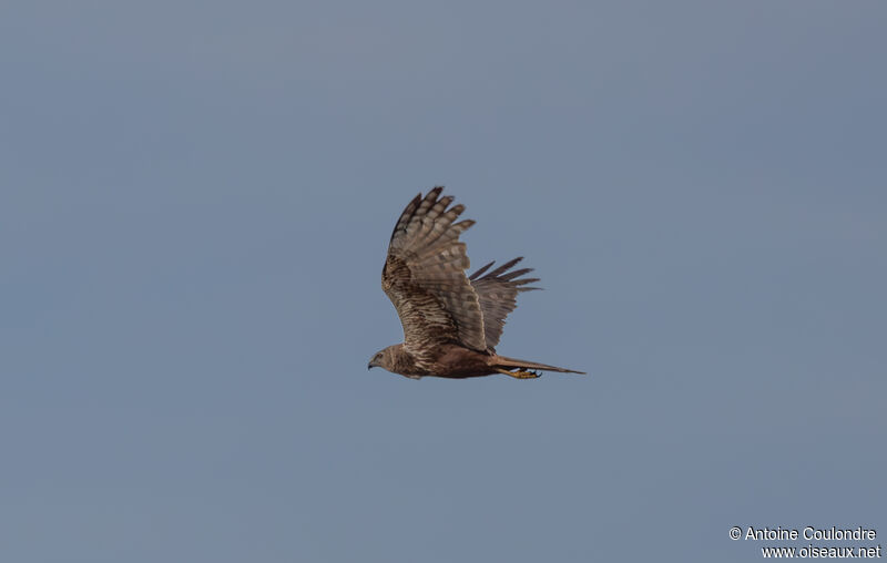 African Marsh Harrieradult, Flight