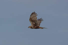 African Marsh Harrier