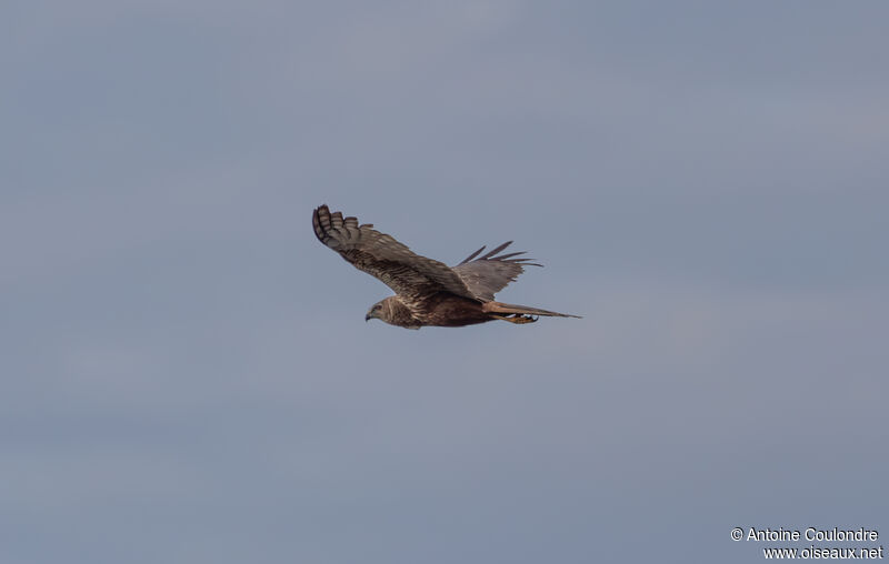 African Marsh Harrieradult, Flight