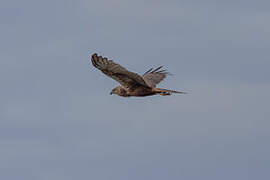 African Marsh Harrier