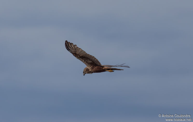 African Marsh Harrieradult, Flight