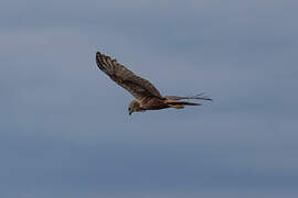 African Marsh Harrier