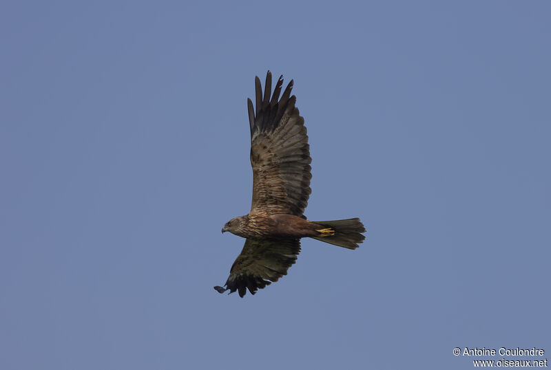 African Marsh Harrieradult, Flight