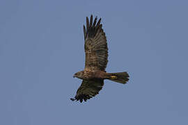 African Marsh Harrier