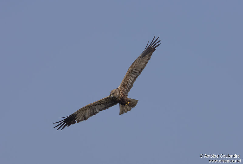 African Marsh Harrieradult, Flight