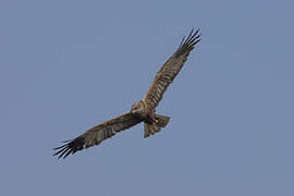 African Marsh Harrier