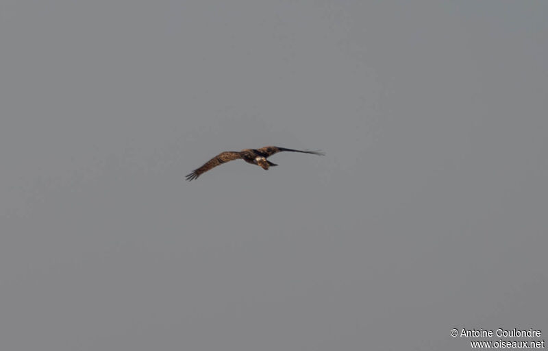 Hen Harrier female adult, Flight