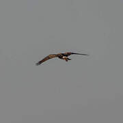 Hen Harrier