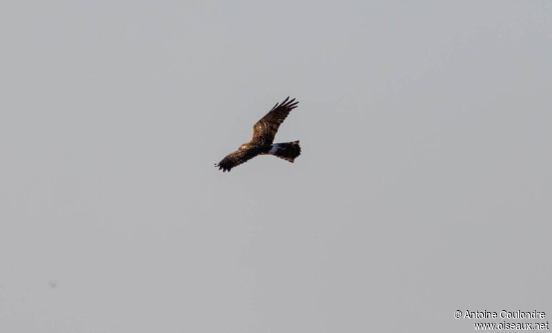 Hen Harrier female adult, Flight