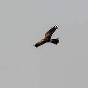 Hen Harrier