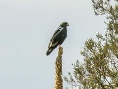 Augur Buzzard