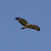 Red-necked Buzzard