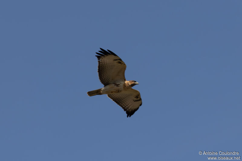 Red-necked Buzzardadult, Flight