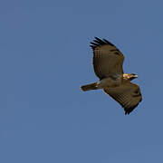 Red-necked Buzzard