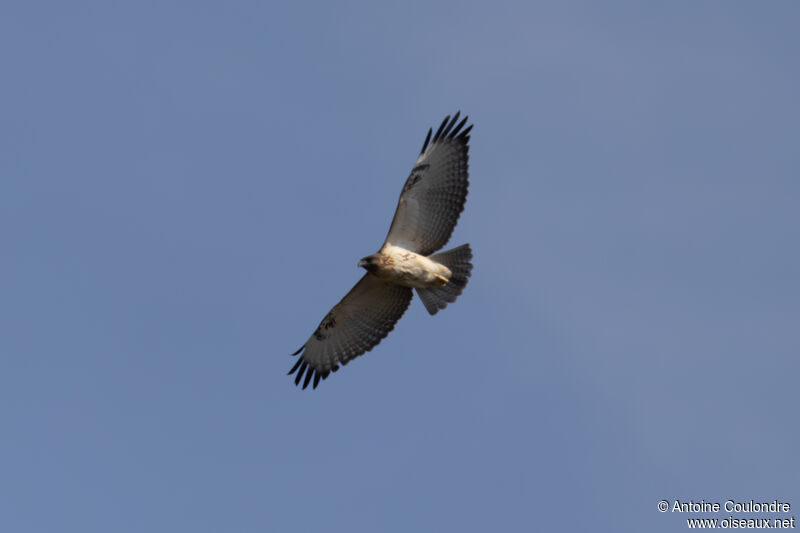 Red-necked Buzzardadult, Flight