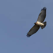 Red-necked Buzzard