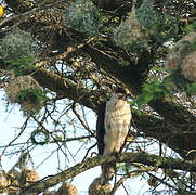 Red-necked Buzzard