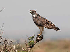 Buse variable