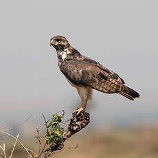 Buse variable