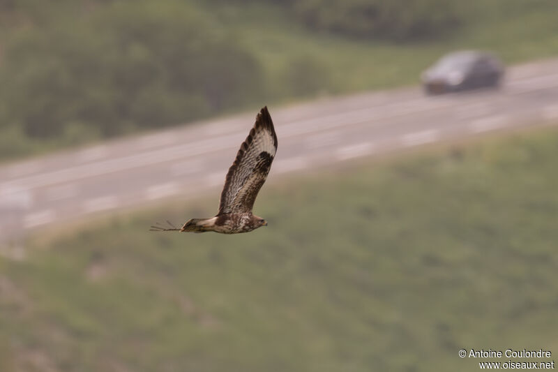 Common Buzzardadult, Flight