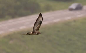 Common Buzzard