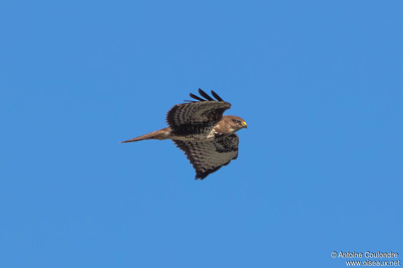 Common Buzzardadult, Flight