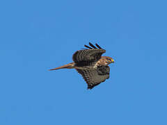 Common Buzzard