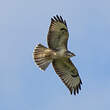 Buse variable