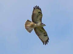 Common Buzzard