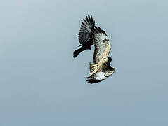 Common Buzzard