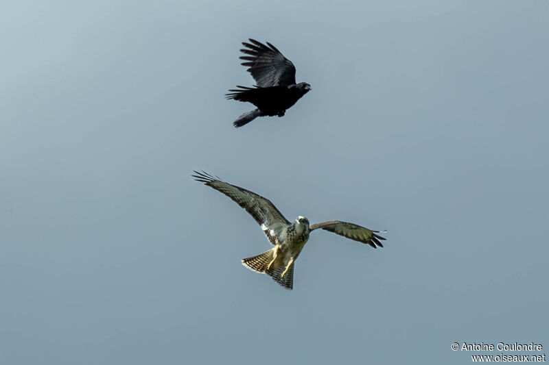 Common Buzzardadult, Flight, Behaviour