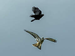 Common Buzzard