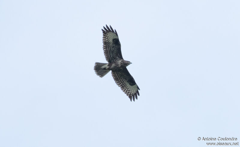 Common Buzzardadult, Flight