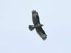 Common Buzzard