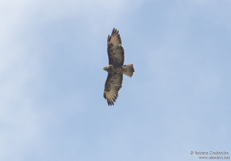 Common Buzzardadult, Flight