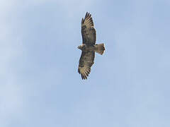 Common Buzzard