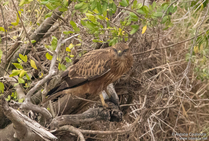 Buse variableadulte, pêche/chasse