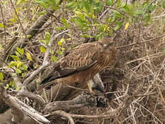 Common Buzzard