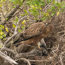 Buse variable