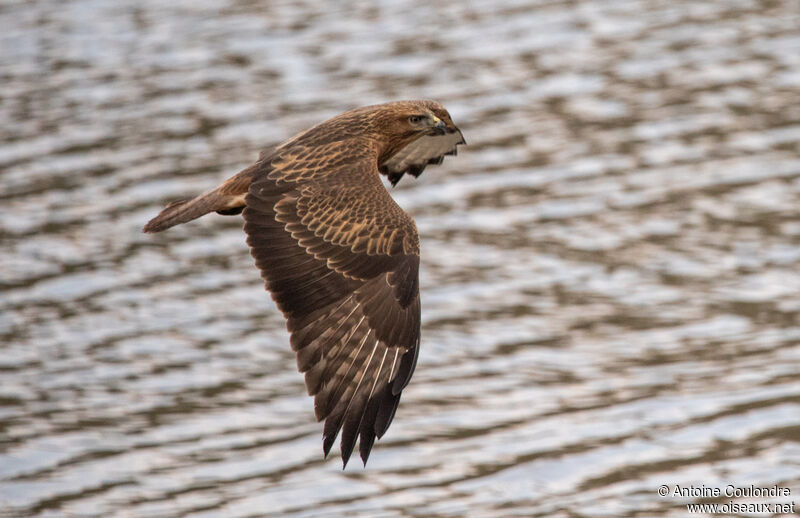 Common Buzzardadult, fishing/hunting